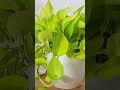 Lucky Plants and Flowers for Fortune #lucky #plants #shorts