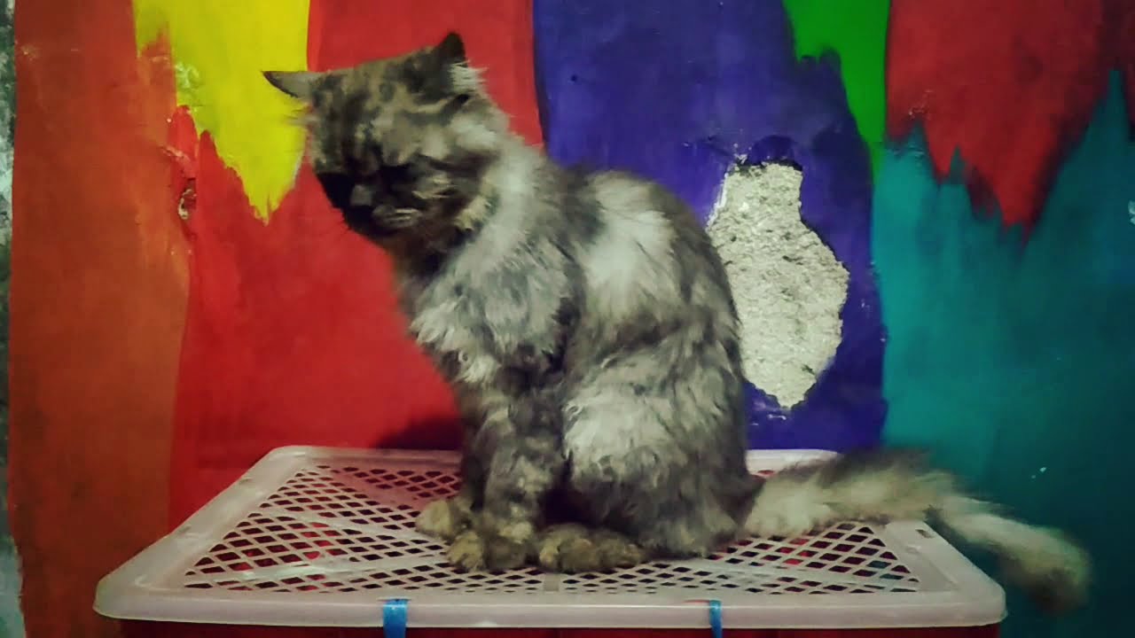  Kucing  Kawin  YouTube