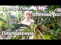 ПАПОРОТНИК ПЛАТИЦЕРИУМ /  ОЛЕНИЙ РОГ / Содержание и уход