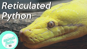 Reticulated Python • All You Need To Know About This Reptile