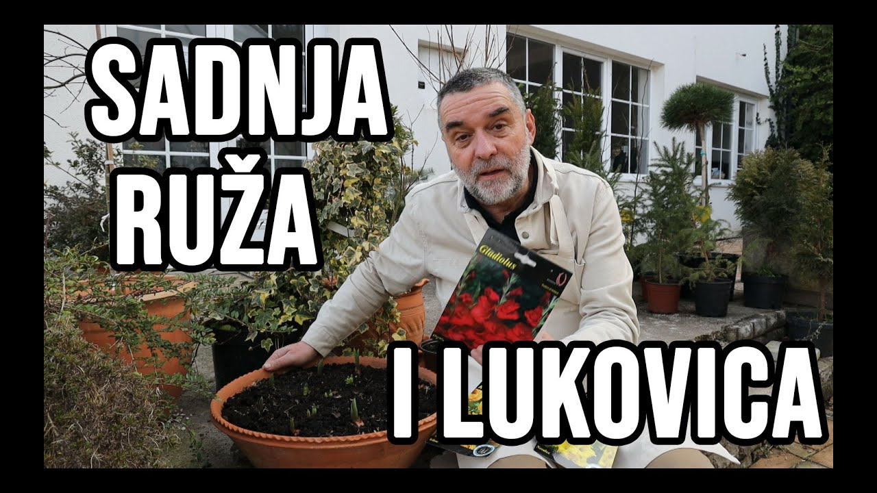 Ruža kraljica cveća-način sadnje