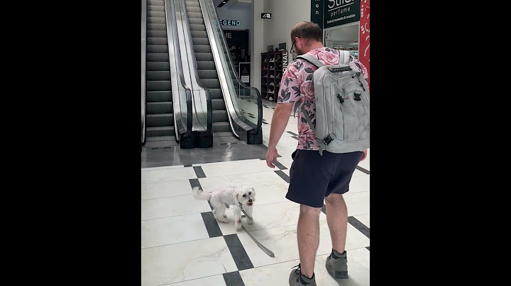Acts of Kindness: A Heartwarming Rescue at the Shopping Mall