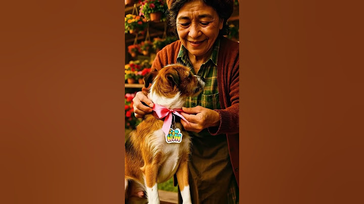 POV: A Lost Dog’s Final 24 Hours Before She Finds Home | Short Story