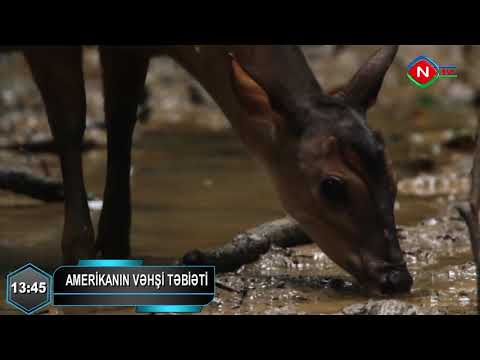 Video: Cənubi Amerikanın Ən Böyük Təbiət Möcüzələri