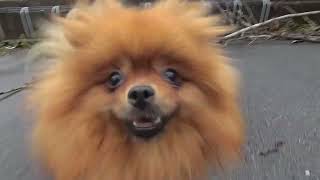 Just a random day in Pomeranian life by Vickynga 7 views 1 year ago 2 minutes, 42 seconds