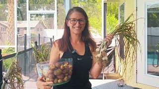 Harvesting my Own GARLIC and POTATOES in Florida – Let’s See What I Got!