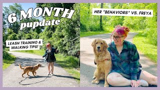 Leash Training & The Good + Bad Behaviors of a 6 Month Golden Retriever Puppy | 6 Month Pupdate