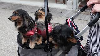 A proud Japanese owner shows off his  3 charming Dachshunds to passers by. The dogs have lovely hair