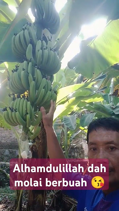 Belajar jd petani pisang 😁 #sunda #musik #storywa
