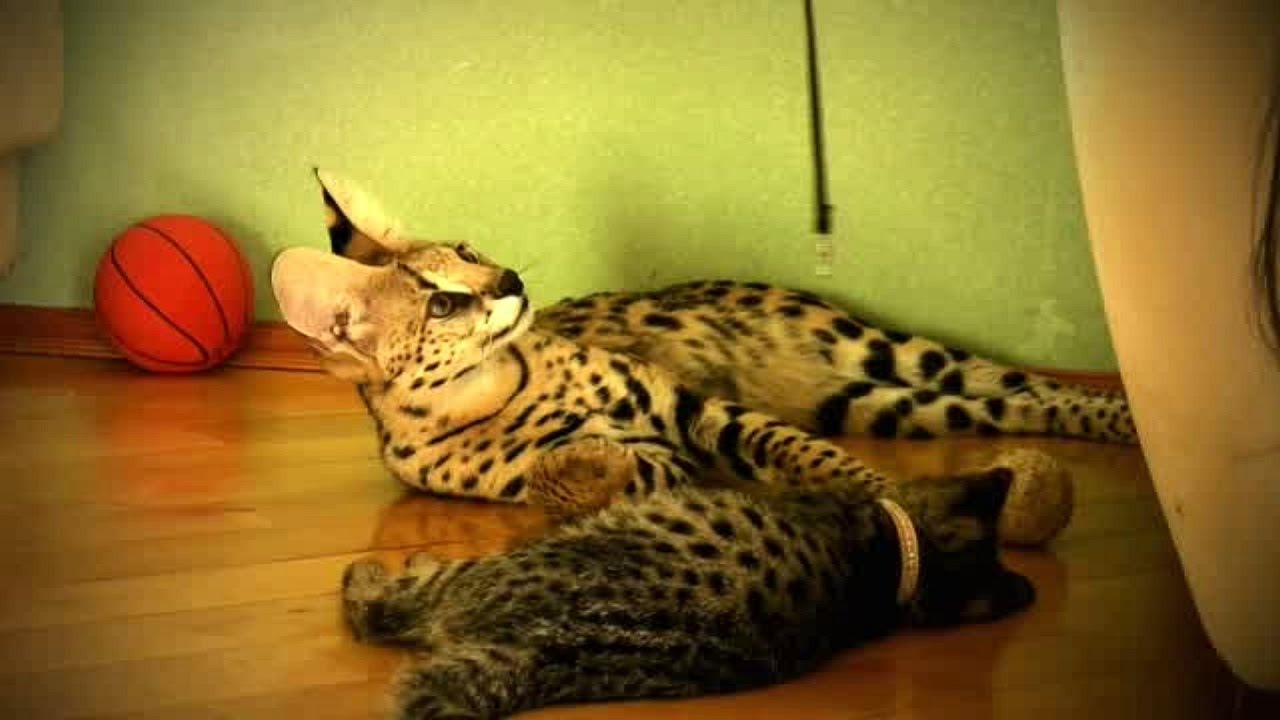 Домашний Сервал и котенок Саванна F1 - Fun!