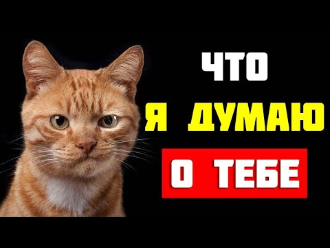 Язык и психология кота: что он думает о нас