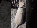 ninni kisko bhookh rahi hai aur #dog #Labrador #viral