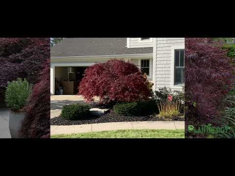 Crimson Queen Japanese Maple