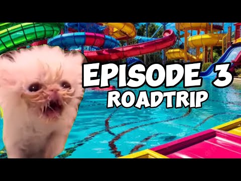 CAT MEMES: FAMILY ROADTRIP COMPILATION EP.3