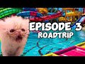 Cat memes family roadtrip compilation ep3