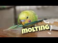 bird molting period | what, how and when