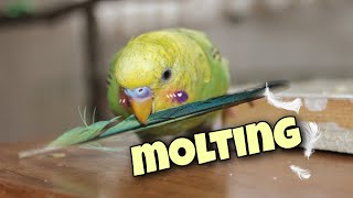 Budgie Molting | What, How, and When