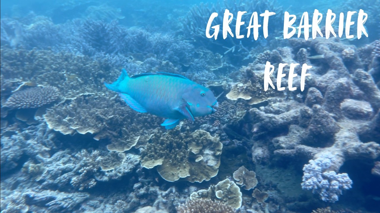 The Great Barrier Reef | Snorkeling Montage |A Calm Underwater Film | Raine Wanders