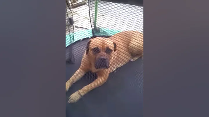 Anika the scouse dog