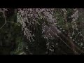 如意輪寺、本善寺の桜