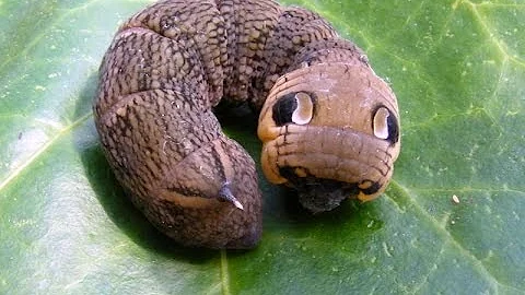 Самые красивые личинки насекомых