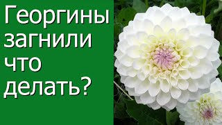 Георгины загнили. Что делать?