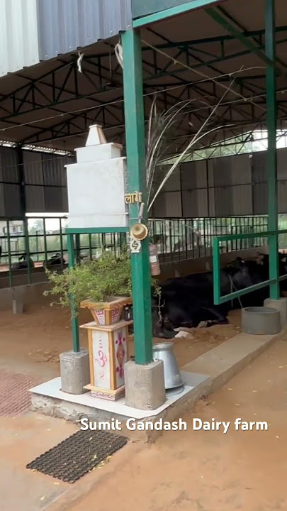 Sumit Gandash Dairy farm #dailyvlogs #trendingshorts