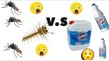 ¿El algicida mata las larvas de mosquito?
