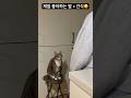 고양이가 제일 좋아하는 말?!🐱#고양이 #고양이일상 #cat #catlover #캣스타그램 #집사 #cute #반려묘 #shorts