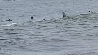 2020 nov 21 moolchi.  ditto w nose dive.