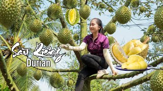 Durian is a delicious fruit! Harvest Durian with Emma | Emma Daily Life