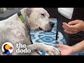 Watch the tearjerking moment this dog meets his new mom  the dodo adoption day