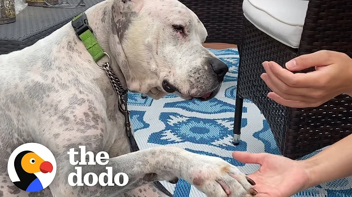 Watch The Tear-Jerking Moment This Dog Meets His New Mom | The Dodo Adoption Day - DayDayNews