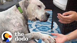 Watch The TearJerking Moment This Dog Meets His New Mom | The Dodo Adoption Day