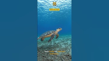 Some Turtles Can Hibernate Underwater | The Animal Explorer #shorts