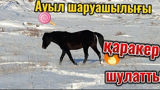 Жылқыға бардық,Қаракер үйірін өсіруде