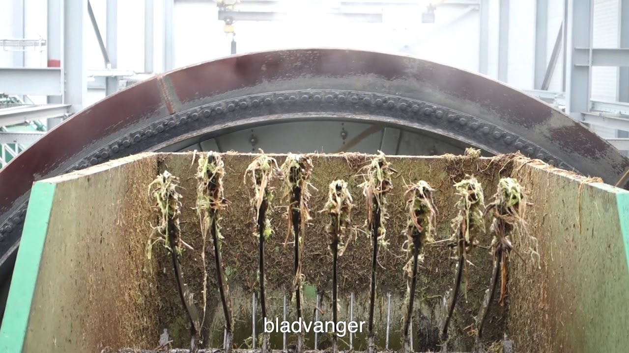 Bieteninvoer Suikerfabriek.