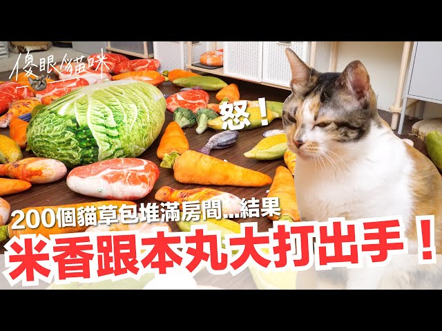 【好味小姐】用貓草貓堆滿房間...竟然害米香跟本丸打起來了！【傻眼貓咪EP4】