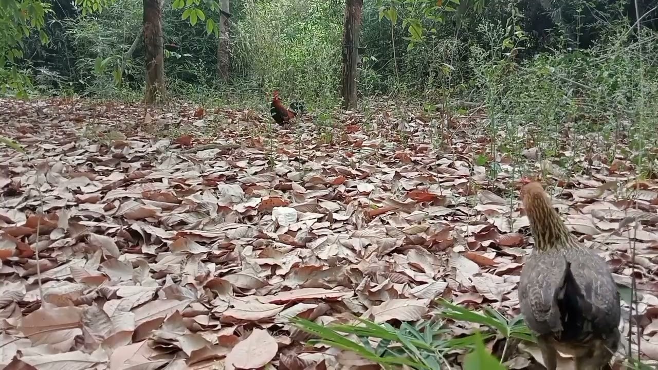 Bẩy gà rừng ngày 16/2/2025 Bồi tơ cực sung xem cực phê