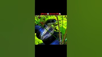 दुनिया का ख़तरनाक साँप 😱 #shorts