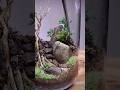 Planting the Serene Terrascape