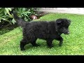 Belgian Shepherd Puppy // Chewie The Groenendael の動画、YouTube動画。