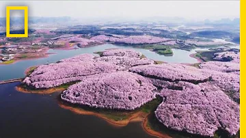 Cherry Blossoms and Other Beautiful Flowers Usher in Spring in China | National Geographic