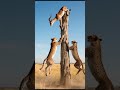 Cheetahs Vs Impala The Most Intense Tree Escape Ever Wildlifeentertainment Animals Animalfight