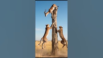 Cheetahs vs Impala: The Most Intense Tree Escape Ever!  #wildlifeentertainment #animals #animalfight