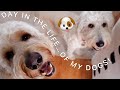 DOG VLOG | Day In The Life Of My 3 Goldendoodles 🐶