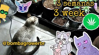 Update ! Fechando 3 semanas de vegetativo #bombagrower