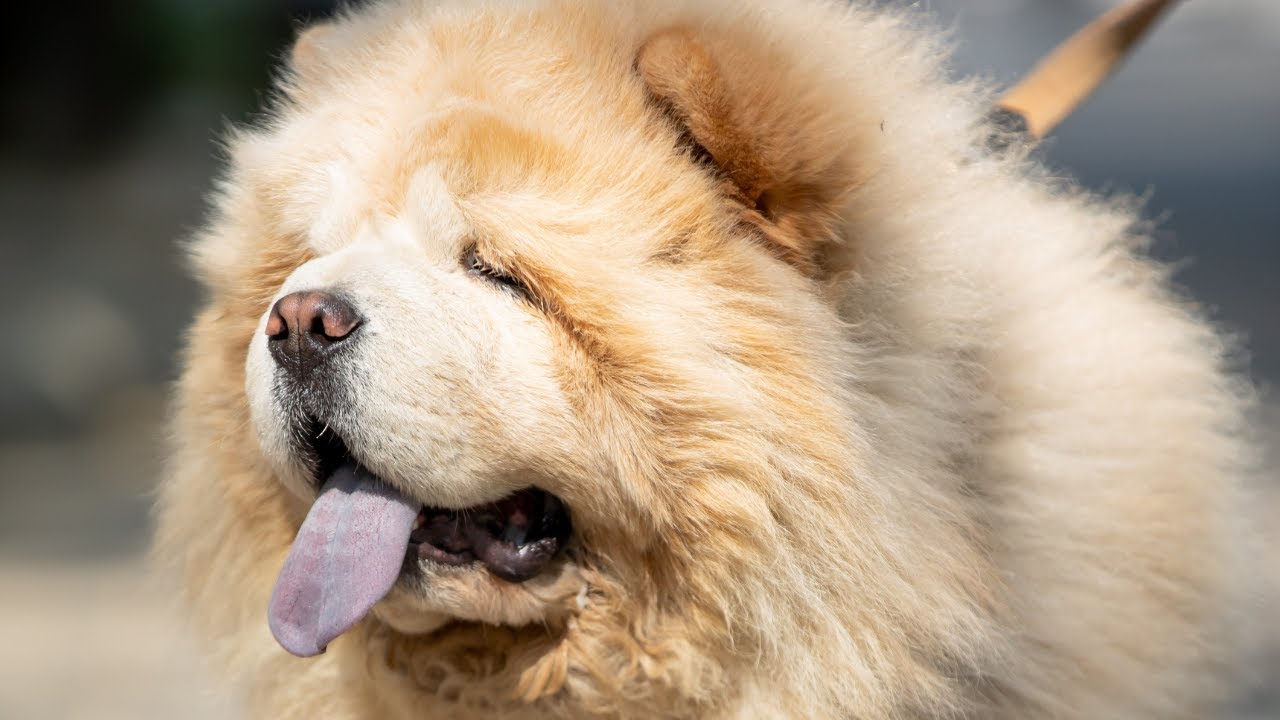 Chow Chow Dog Breed || Characteristics || Care || Grooming || Facts 