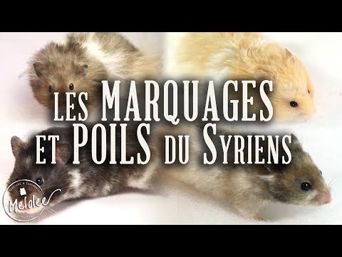 Vidéo: Quelle Couleur De Poils Chez Les Animaux S'appelle Agouti