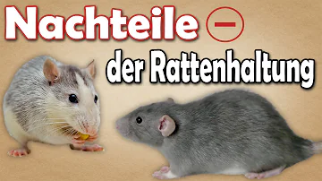 Welche Ratten kann man als Haustier halten?